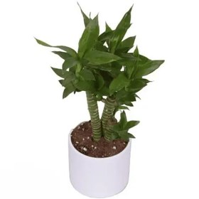 تصویر گیاه بامبو لوتوس خاکی با گلدان مهرنی 