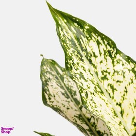 تصویر گلدان طبیعی آگلونمای سایز متوسط 