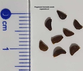 تصویر بذر اسپند Peganum harmala 