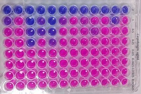 تصویر انجام تست MIC | تعیین حداقل غلظت مهار کنندگی | براث میکرودایلوشن Broth microdilution or MIC test