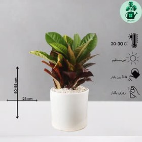 تصویر کروتون 