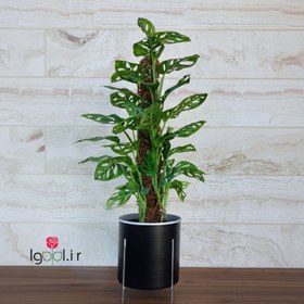 تصویر پتوس حصیری چوبدار با گلدان آلمینیومی و پایه - سفید نقره ای 