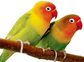 تصویر طوطی برزیلی فیشر 