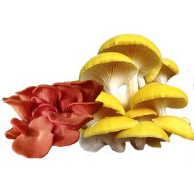 تصویر قارچ صدفی رنگی تازه 
