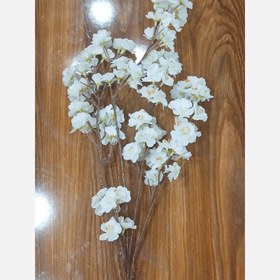 تصویر شاخه شکوفه بهاری 