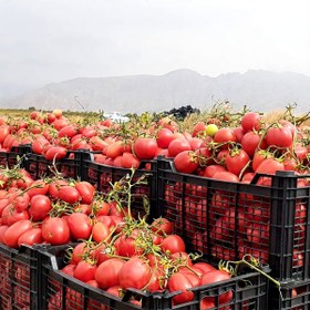 تصویر بذر گوجه مارول 