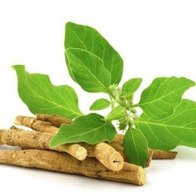 تصویر بذر جینسینگ هندی بسته 20 عددی 