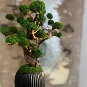 تصویر درخت جاویدان (3) 