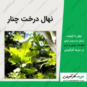 تصویر نهال چنار گلدانی 
