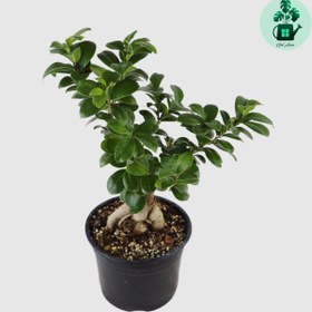 تصویر بونسای جینسینگ 