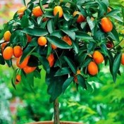 تصویر نهال کامکوات گلدانی دوساله 