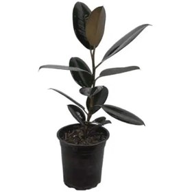 تصویر گیاه فیکوس بلک 