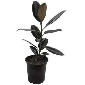 تصویر فروشگاه گلخانه فردوس