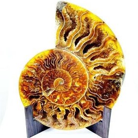 تصویر فسیل آمونیت پولیش 