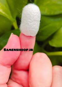 تصویر پیله ابریشم ثامن ۲۰عددی Silk cocoon