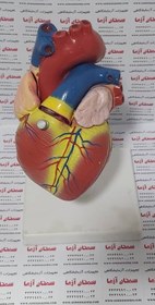 تصویر مولاژ قلب انسان 1 برابر 2 قسمتی 