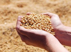 تصویر کنجاله سویا ۱ کیلوگرم 