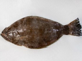 تصویر ماهی کفشک 