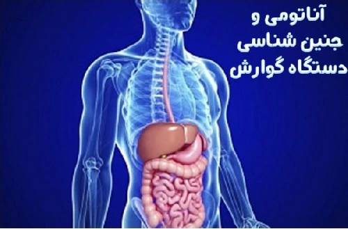 خرید و قیمت دانلود فایل آناتومی و جنین شناسی دستگاه گوارش | ترب