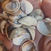 تصویر بسته ۱۰۰ گرمی صدف شمال 