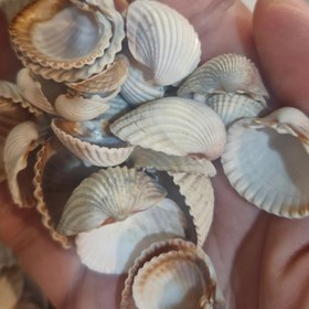 تصویر بسته ۱۰۰ گرمی صدف شمال 