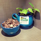 تصویر گیاه جفت بلوط درجه 1 (200 گرم) 