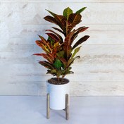 تصویر کروتون گیاه آپارتمانی زیبا و دکوراتیو همراه با گلدان پلیمری و پایه پلیمری 