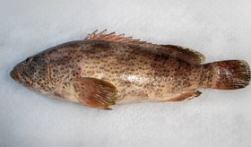 تصویر ماهی هامور سفید 