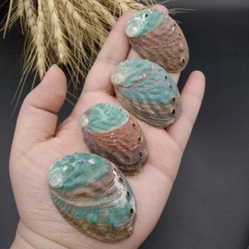 تصویر صدف اوبالون کد ۸۸۱۴ 