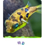 تصویر ماهی مینی پافر پلنتی 