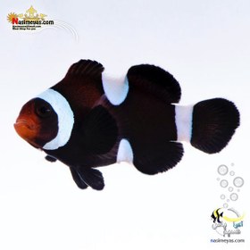 تصویر دلقک ماهی اسلاریس سیاه و سفید ا Black & White Ocellaris Clownfish Black & White Ocellaris Clownfish