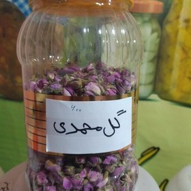 تصویر غنچه گل محمدی 