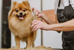 تصویر رزرو آنلاین گرومینگ پت سعادت 