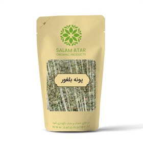 تصویر پونه بلغور 