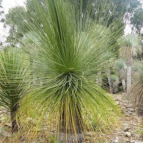 تصویر بذر ساکولنت علف مکزیکی 