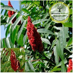 تصویر نهال سماق آمریکایی 