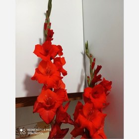 تصویر پیاز گلایل قرمز 