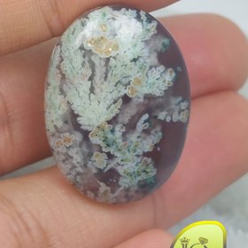 تصویر نگین شجر دریایی 