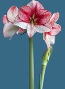 تصویر پیاز آمارلیس هلندی Showmaster Showmaster amaryllis