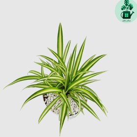 تصویر گندمی 