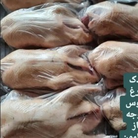 تصویر پک 7 اردک محلی اصل 8 بلدرچین گوشتی .یک خروس طلاکته لطفا توضیحات مطالعه بفرمایید 