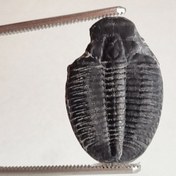 تصویر سنگ تریلوبیت درجه یک 8985 