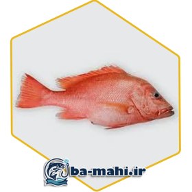 تصویر ماهی سرخو اصل 