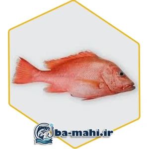 تصویر فروشگاه با ماهی