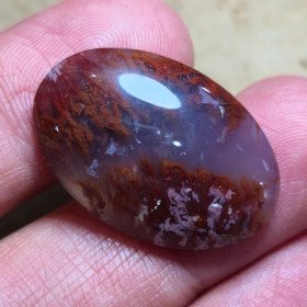 تصویر شجر سرخ قواره دار زییا 