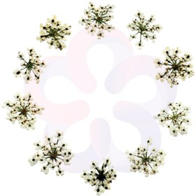 تصویر گل خشک شوکران 