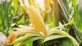 تصویر كشت ذرت 