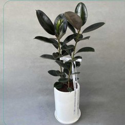 تصویر گیاه فیکوس بلک دلوین Delvin مدل گیاه فیکوس بلک (Ficus Black) 