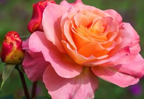 تصویر بودکور ست کاتر گلسازي گلبرگ غنچه رز 2300118 