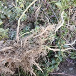 تصویر ریزوم نعنا فلفلی عمده 